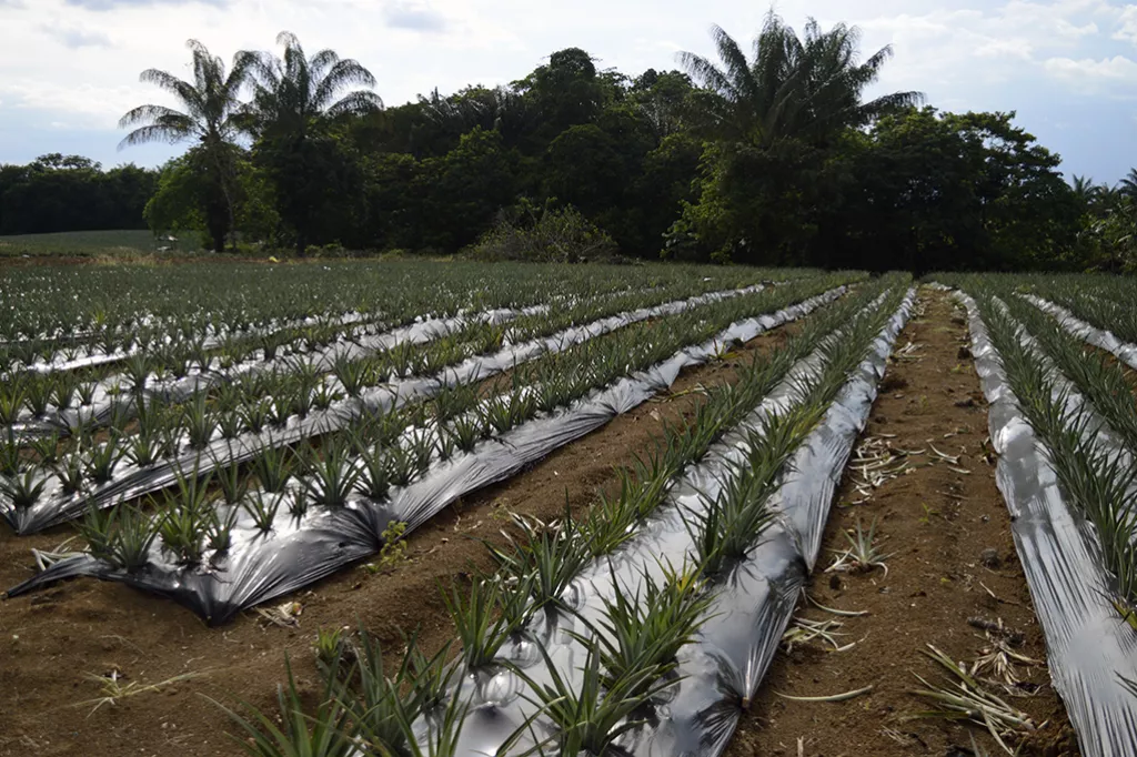 Aremos Paz crops