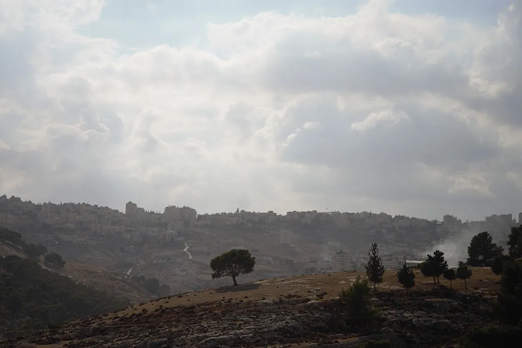 Bild på landskapet i Jerusalem med ett träd i fokus för bilden och berg i bakgrunden.