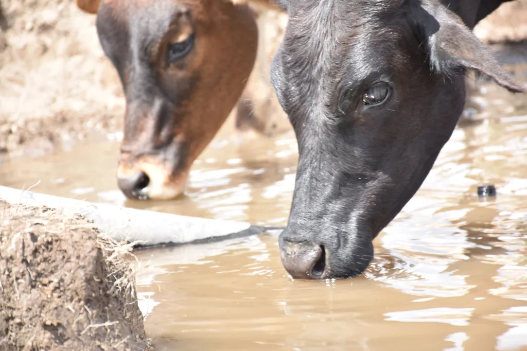 Cows drinking water from the ground Cows drinking water from the ground