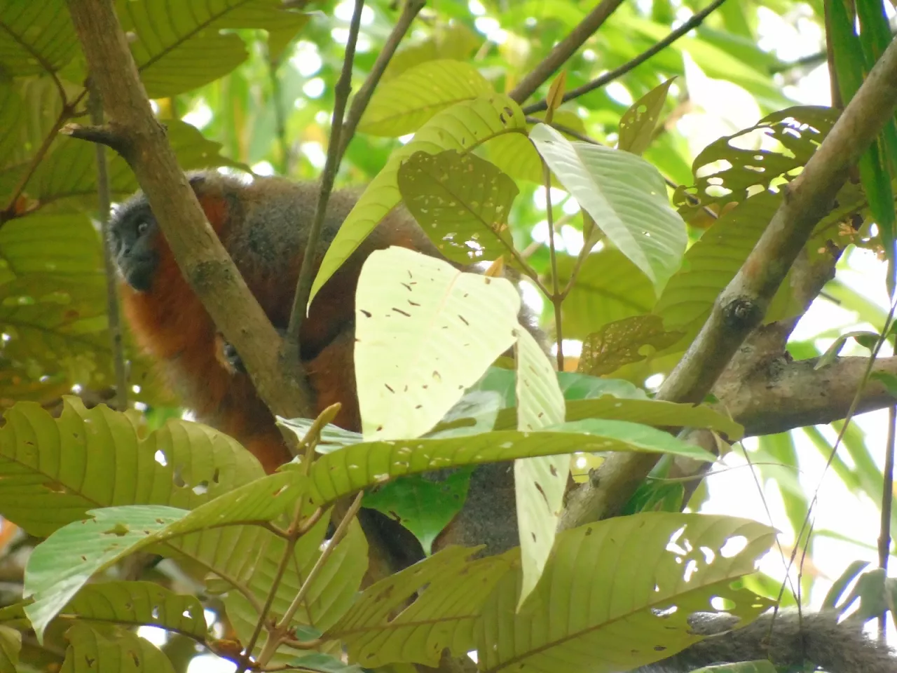 A monkey sits in a tree