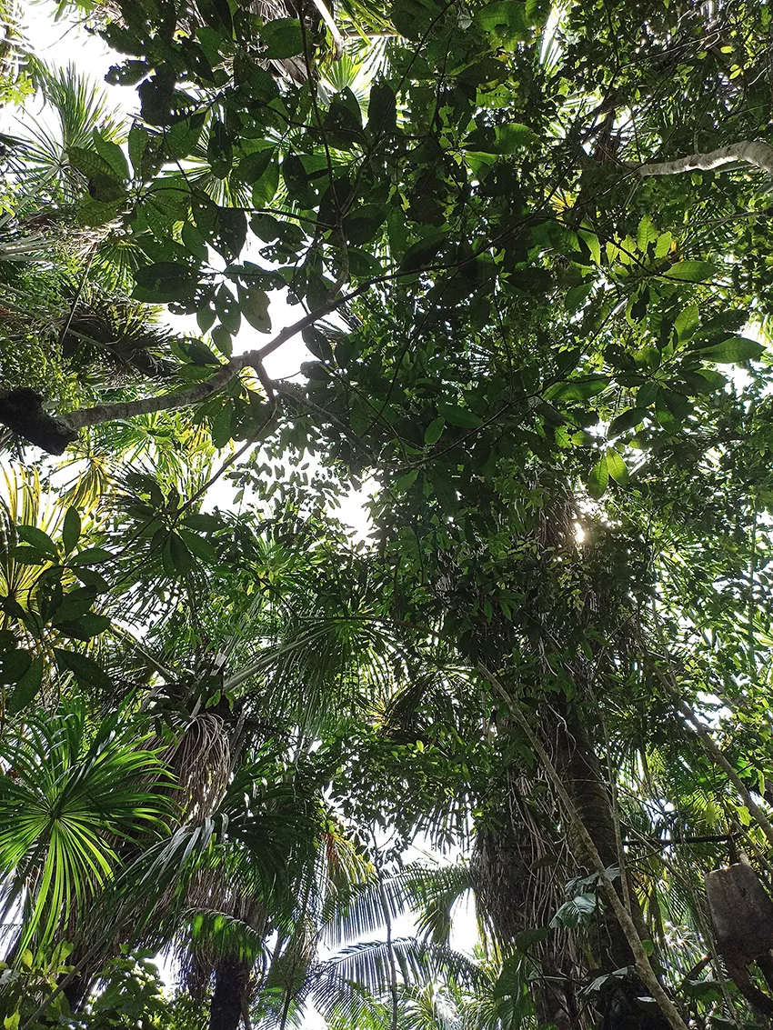 Photo taken from below up on the trees