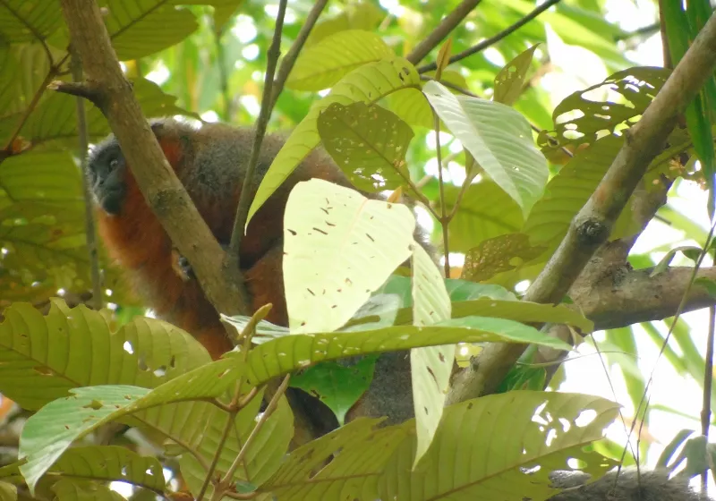 A monkey sits in a tree