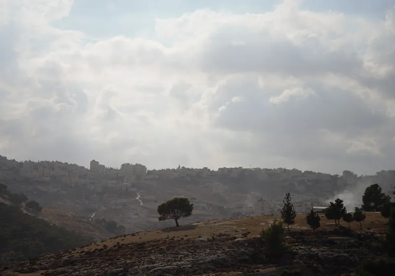 Bild på landskapet i Jerusalem med ett träd i fokus för bilden och berg i bakgrunden.