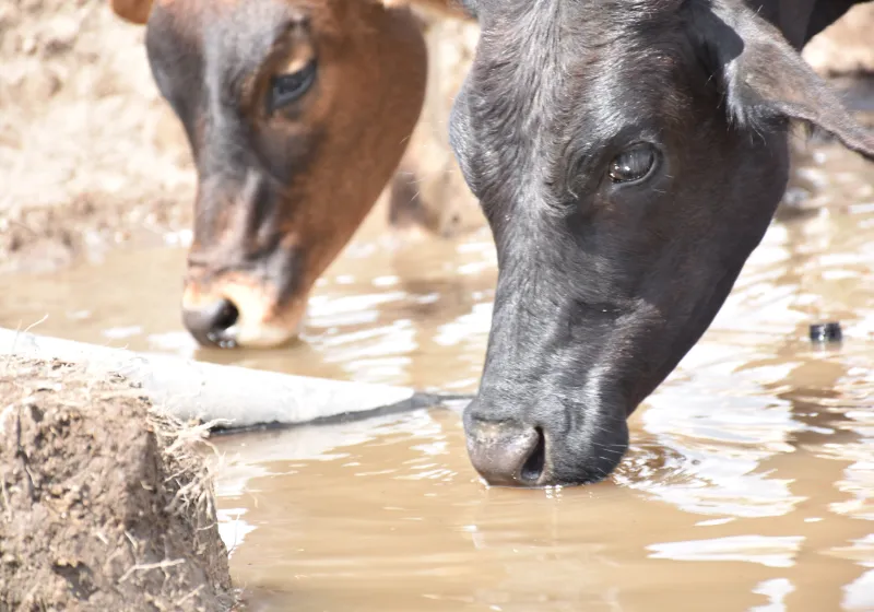 Cows drinking water from the ground
