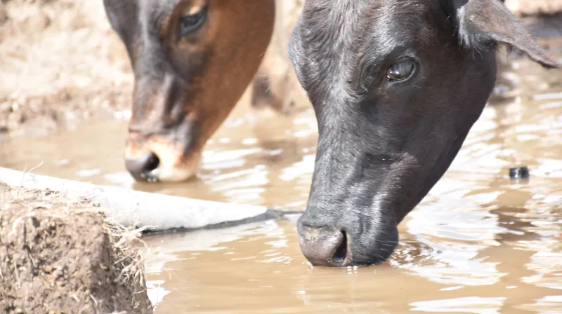Cows drinking water from the ground